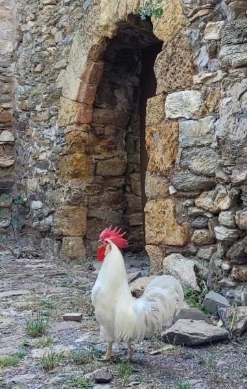 Gotarta Casa Rural Vilaspasa, Alquiler Integro מראה חיצוני תמונה